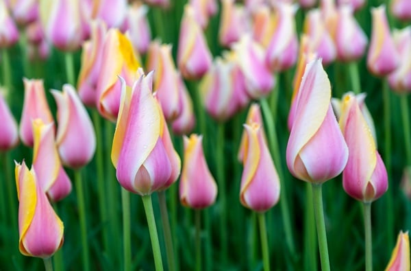 Detail na hlavičky růžovo-žlutých tulipánů na louce.