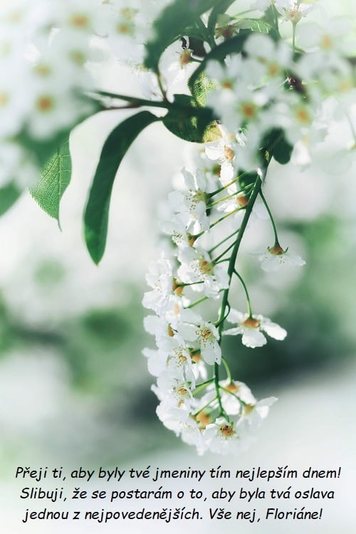 Blahopřání ke jmeninám pro Floriána na pozadí visícího květu jabloně. 