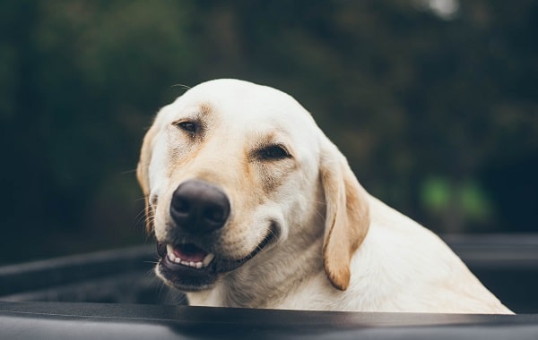 Usmívající se zlatý labrador