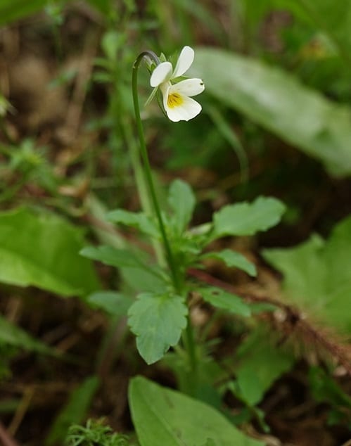 Fotografie bylinky Viola Arvensis – Violka rolní.